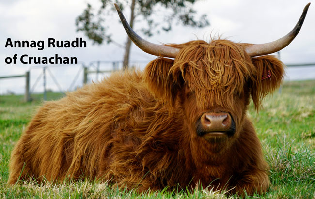 Highland Cows - Scotland's true national animal.