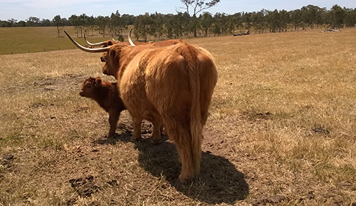 Bairnsley Highlands - Why Breed Highland Cattle