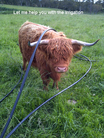 Cow with irrigation hoses tangled over it