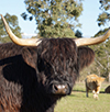 Image of a Black Highland Cow Head