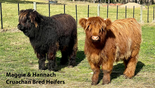 Maggie and Hannach are typical Cruachan Heifers
