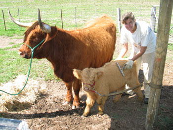 Highland Cow and calf being prepared for Field Days