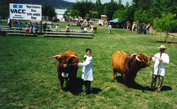 Two bulls being shown at Canberra