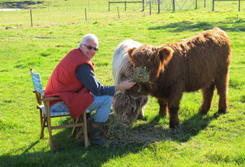 Man feeding hay to two Highland Heifers
