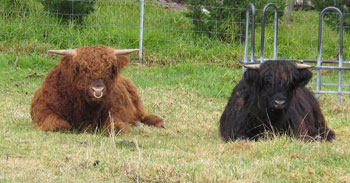 Young red bull and black heifer