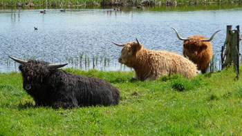 many colours in Highland Cattle