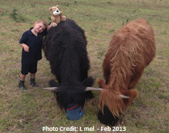 Two steers and young boy
